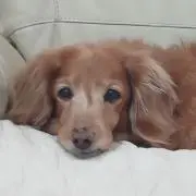 クゥチッチ