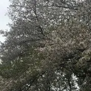 トン