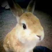 #Hウツの画像