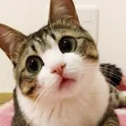 もの画像