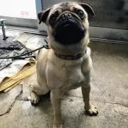 ドル
