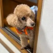 まろん