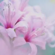 ASTRO Stargraphyソウルコン 入場特典 トレカ JINJIN - メルカリ