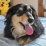 かなの画像