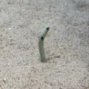 みぃ|･ω･`)ﾉ★の画像