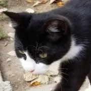 おまめの画像