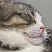 れんまるの画像