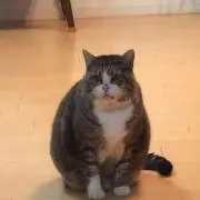 ゆあパパ