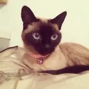 プティ姉さんの画像