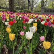 flower⭐︎の画像