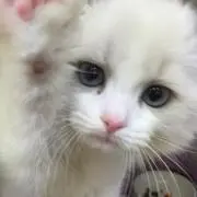 かおり