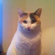あひる