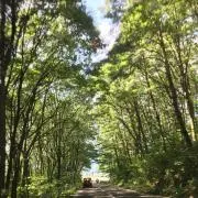koaraの画像