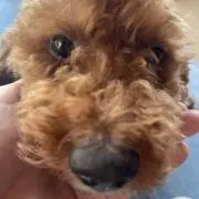 あゆちゃんの画像