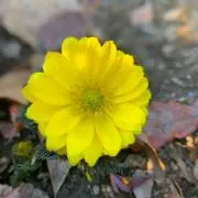 メルシーの画像