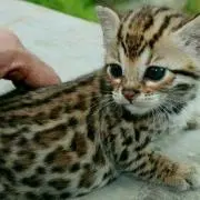 ありしゃん