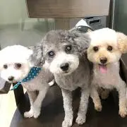 キンシの画像