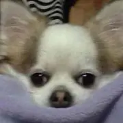 Satoko111の画像