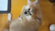 はげの画像