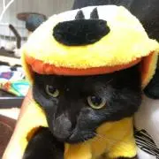 だるんだ