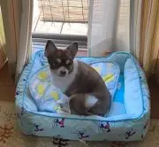 Masakiの画像
