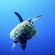 ぺぺコの画像