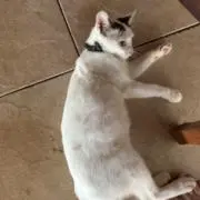 もんれの画像