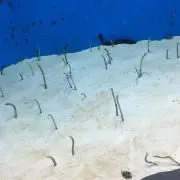 こめテトの画像
