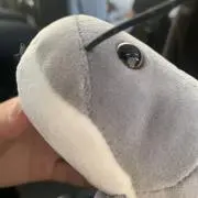 パップスギュルダンの画像