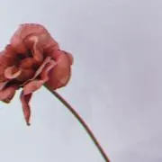 みみの画像