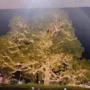 りんの画像