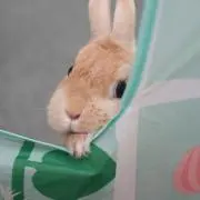 gumiusagiの画像