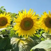 ひまわり
