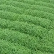 いなほの画像