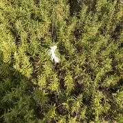 korin