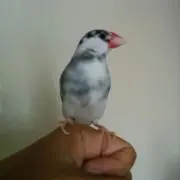 暗澹倶楽部