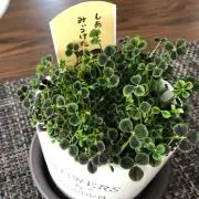 みーこ