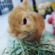 ひかりの画像