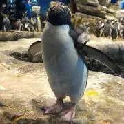たけポン