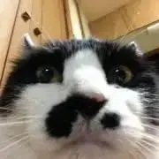 hanaの画像