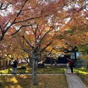 ヨッシーの画像