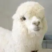 あるぱかの画像