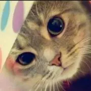ねこ吉☆プロフィール必読☆コメント要☆
