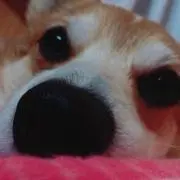 ぴろの画像