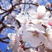 ぺこの画像
