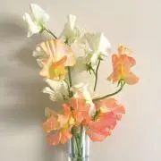 ぴ※〜8/27まで発送停止中の画像