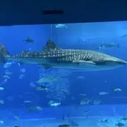 swo_uuの画像