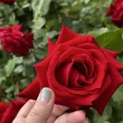⭐︎みぃー⭐︎の画像