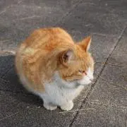 しらたきの画像