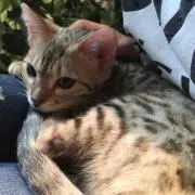 きねこ☆ コメント&購入はプロフ必読❗️の画像